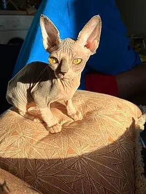 Sphynx Chat Melyes