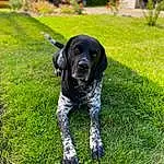 Chien, Plante, Race de chien, Carnivore, Chien de compagnie, Working Animal, Faon, Herbe, Groundcover, Museau, Queue, Pelouse, Canidae, Gun Dog, Pointing Breed, Shrub, Guard Dog, Garden, Working Dog