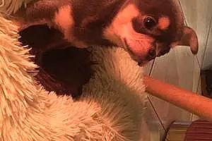 Chihuahua Chien Simba