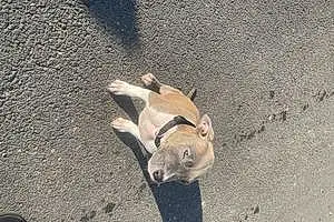 Plage American Staffordshire Terrier Chien Skaya