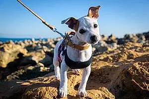 Plage Jack Russell Chien Pepsi