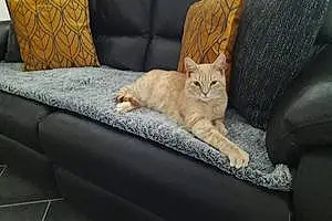 Chat Garfield