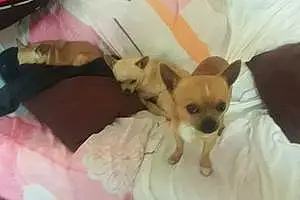 Nom Chihuahua Chien Bouba