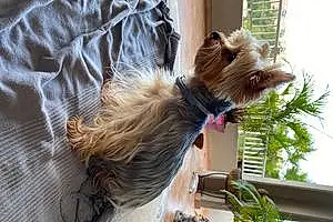 Yorkshire Terrier Chien Kity