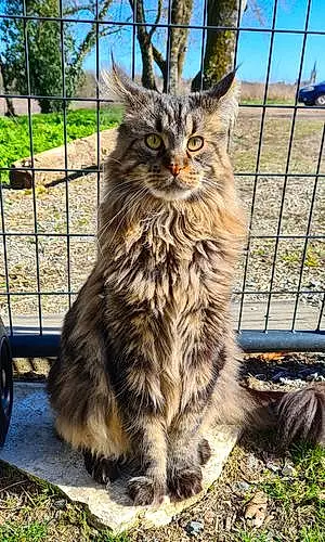 Nom Maine Coon Chat Marty