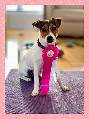 Jack Russell Chien Easy