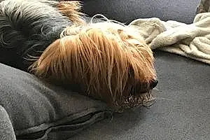 Yorkshire Terrier Chien Pioupiou