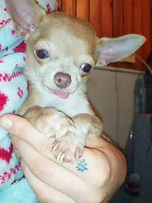 Nom Chihuahua Chien Julio