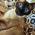 Chat, Siamois, Small To Medium-sized Cats, Carnivore, Felidae, Faon, Moustaches, Comfort, Museau, Close-up, Balinais, Poil, Terrestrial Animal, Electric Blue, Domestic Short-haired Cat, Thai, Patte, SacrÃ© de Birmanie, Griffe