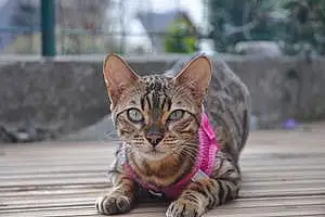 Bengal Chat Feline