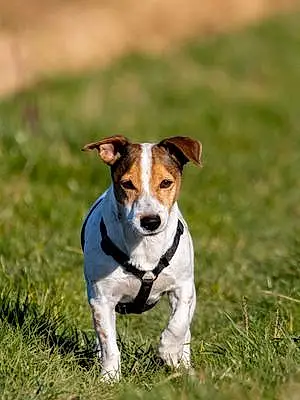 Jack Russell Chien Rocky