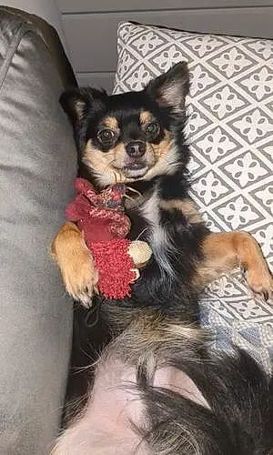 Chihuahua Chien Bucky