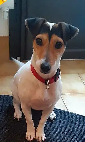 Jack Russell Chien Pepsy