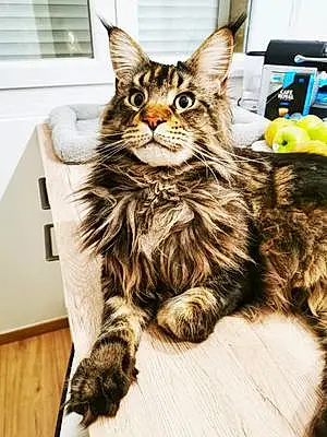 Maine Coon Chat Odin