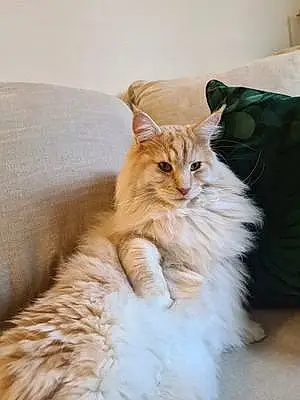 Maine Coon Chat Robert