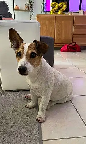 Jack Russell Chien Poucky