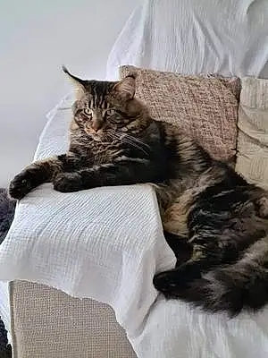Maine Coon Chat Paco