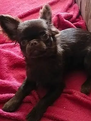 Chihuahua Chien Sid