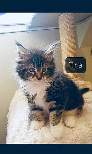 Maine Coon Chat Tina