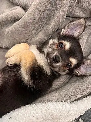 Nom Chihuahua Chien Boo