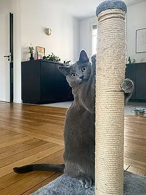 Chartreux Chat Rio