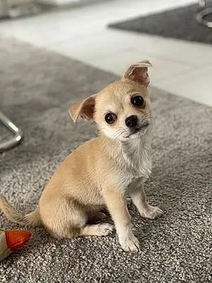 Chihuahua Chien Milo