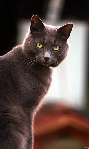 Chartreux Chat Ficelle