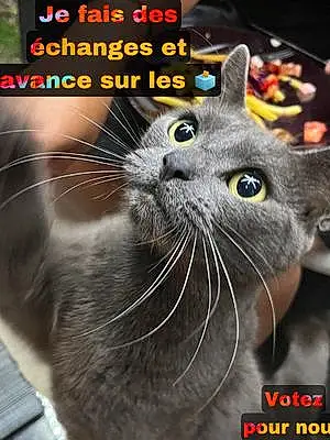 Chartreux Chat Tom