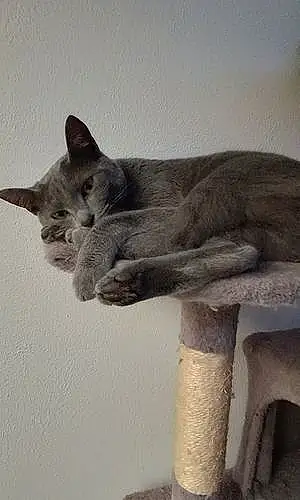 Chartreux Chat Calypso