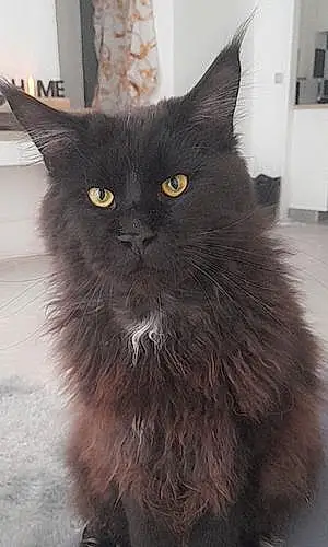 Maine Coon Chat Milka