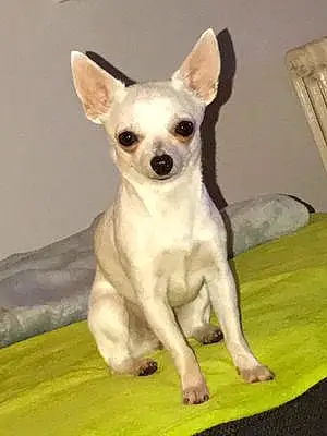 Nom Chihuahua Chien Chloé