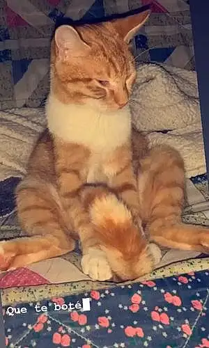  Autre Chat Garfield