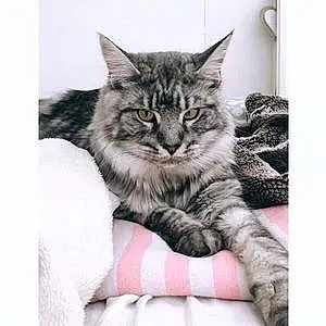 Maine Coon Chat Filou