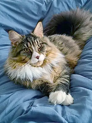 Maine Coon Chat Charly
