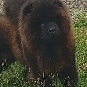 Chow Chow Chien Prince