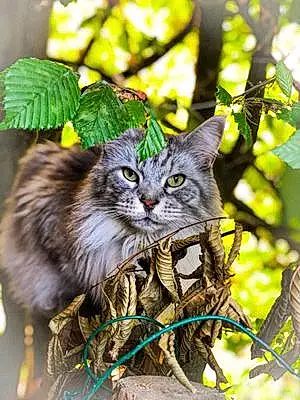 Maine Coon Chat Vanille