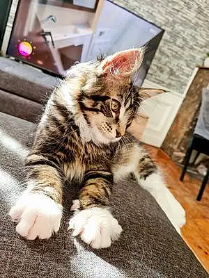 Maine Coon Chat Rio