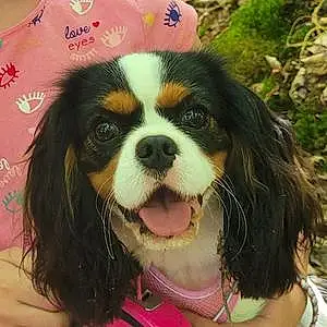Cavalier King Charles Spaniel Chien Sybelle