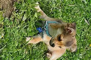 Nom Chihuahua Chien Tigrou