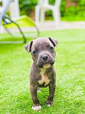 American Staffordshire Terrier Chien Lucky