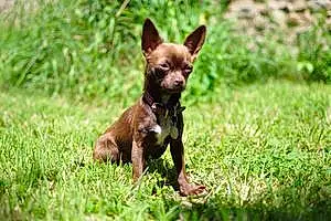 Nom Chihuahua Chien Lilie