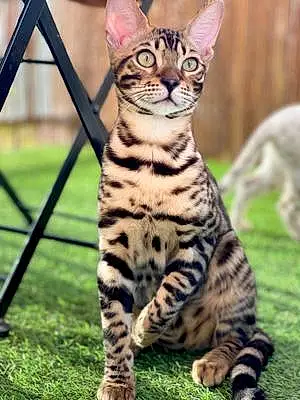 Bengal Chat Tywin