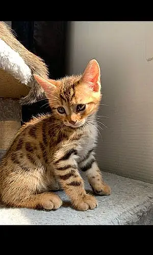 Bengal Chat Loki