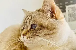 British Shorthair Chat Lily Rose