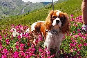 Cavalier King Charles Spaniel Chien Dolce
