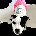 Chien, Blanc, Race de chien, Collar, Dog Supply, Carnivore, Chien de compagnie, Chapi Chapo, Pet Supply, Dog Clothes, Museau, Dog Collar, Working Animal, Font, Canidae, Party Hat, Fashion Accessory, Costume Hat, Non-sporting Group