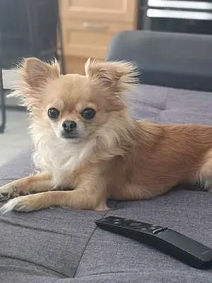 Nom Chihuahua Chien Looping