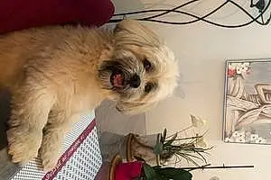 Lhassa Apso Chien Lucky