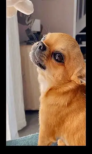Chihuahua Chien Floki