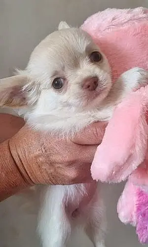 Chihuahua Chien Téva